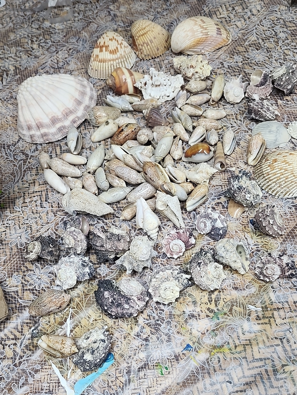 Large collection of cone, conch and other sea shells Apprx 100pcs